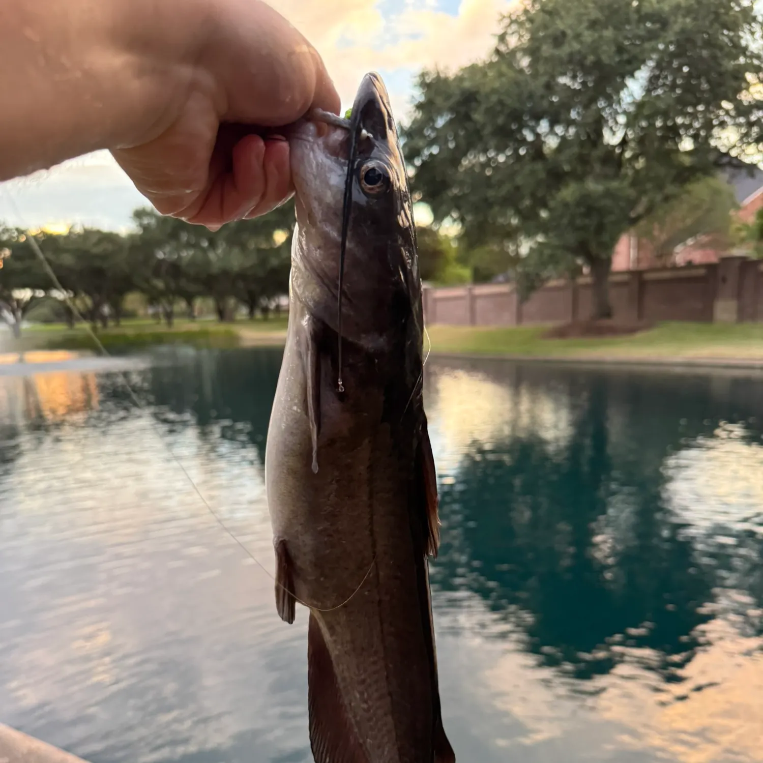Channel catfish caught on Fishbrain