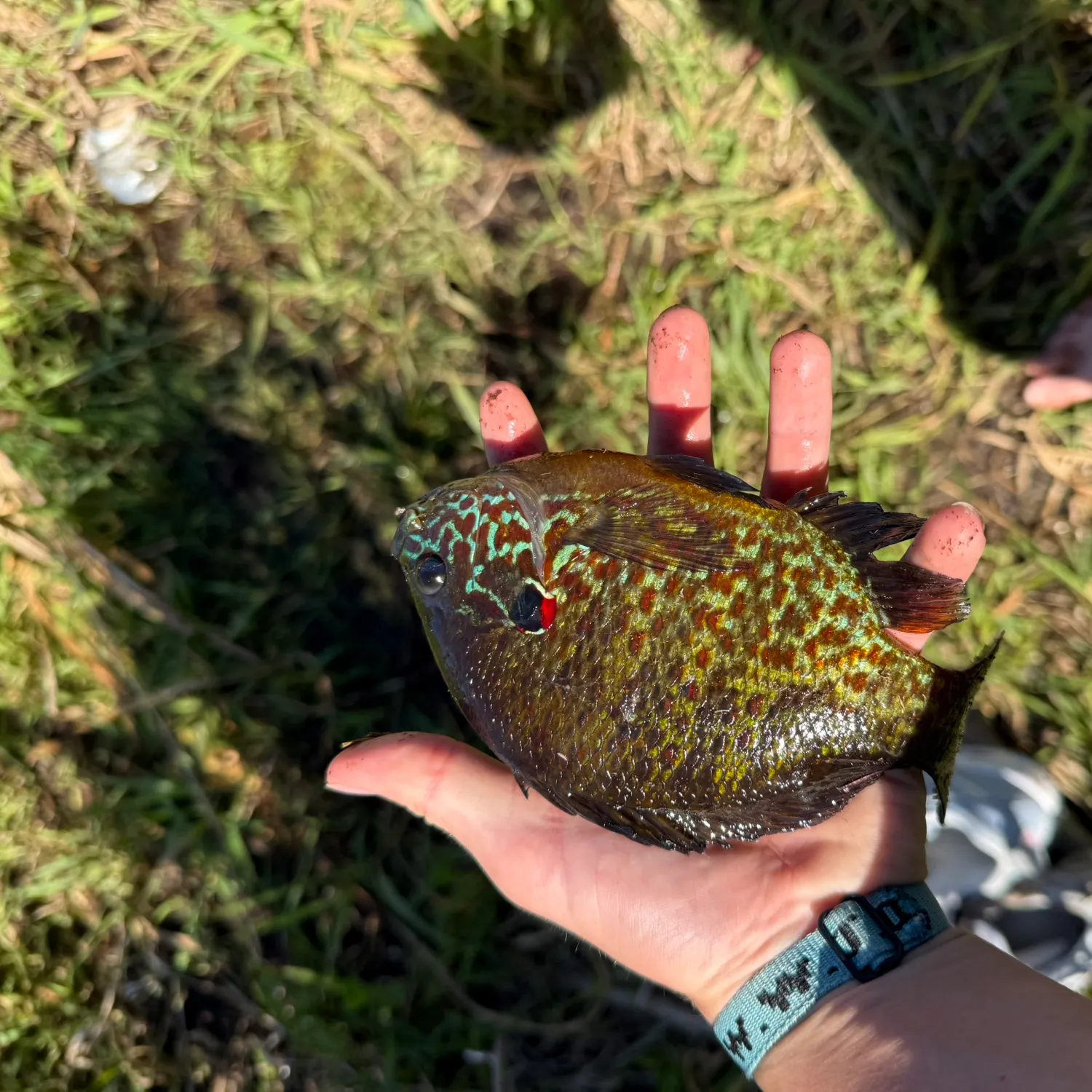 catch