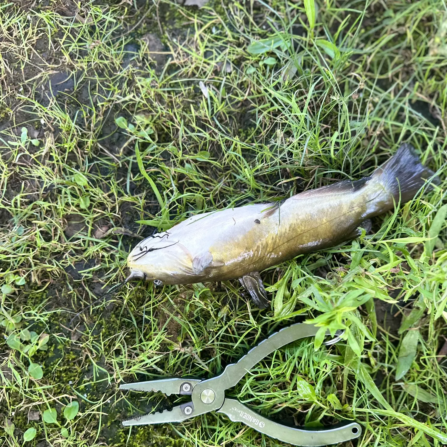Yellow bullhead caught on Fishbrain