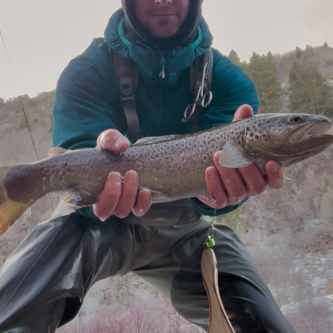 The most recent Brown trout catches on Fishbrain