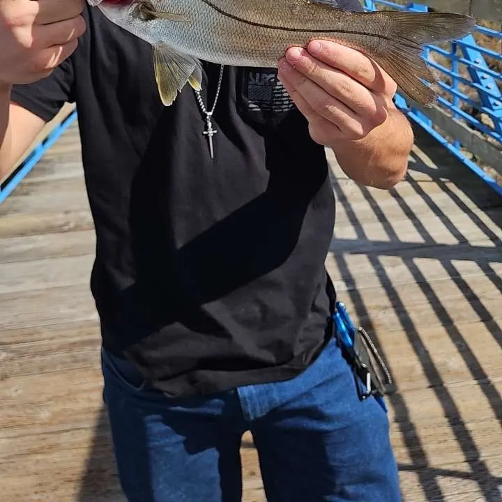 The most recent Fat snook catches on Fishbrain