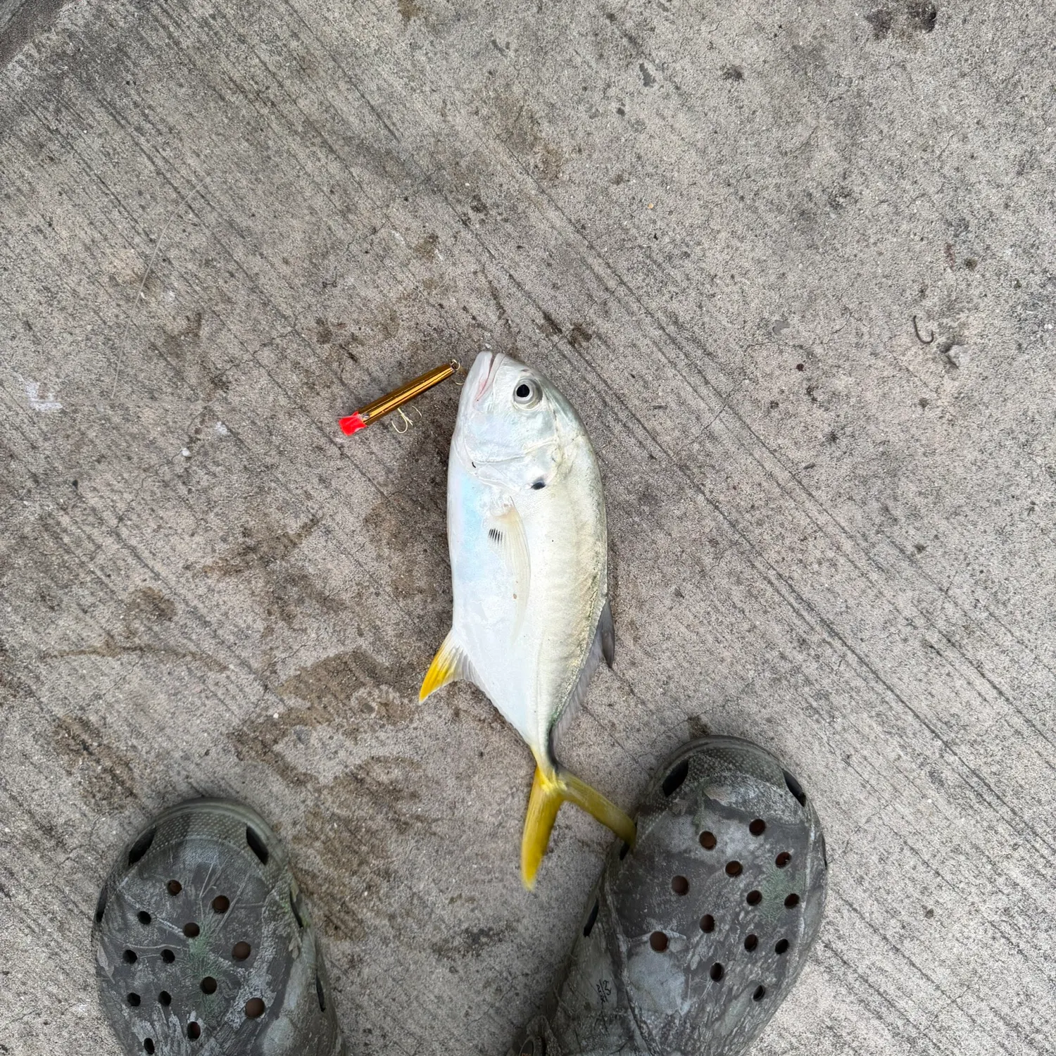 Crevalle jack caught on Fishbrain