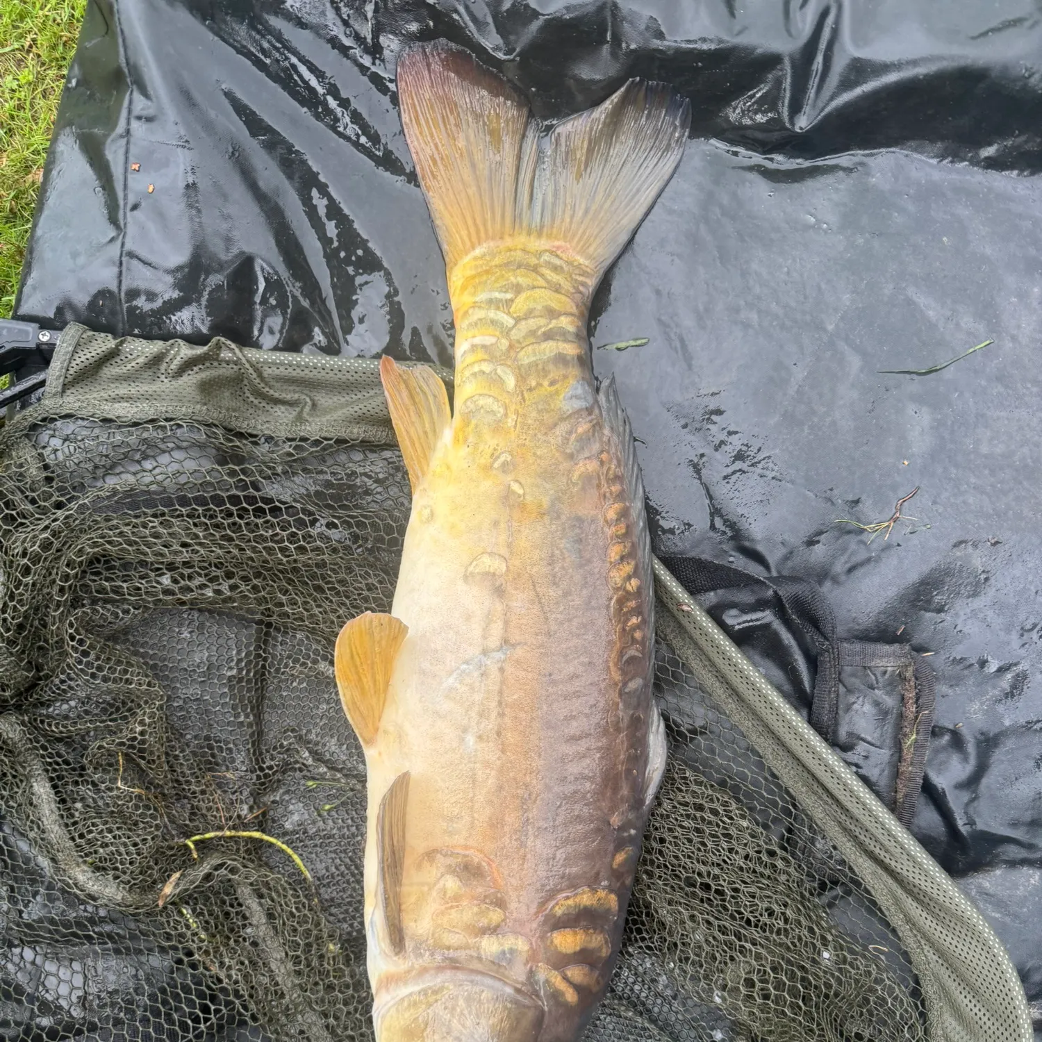 Mirror carp caught on Fishbrain