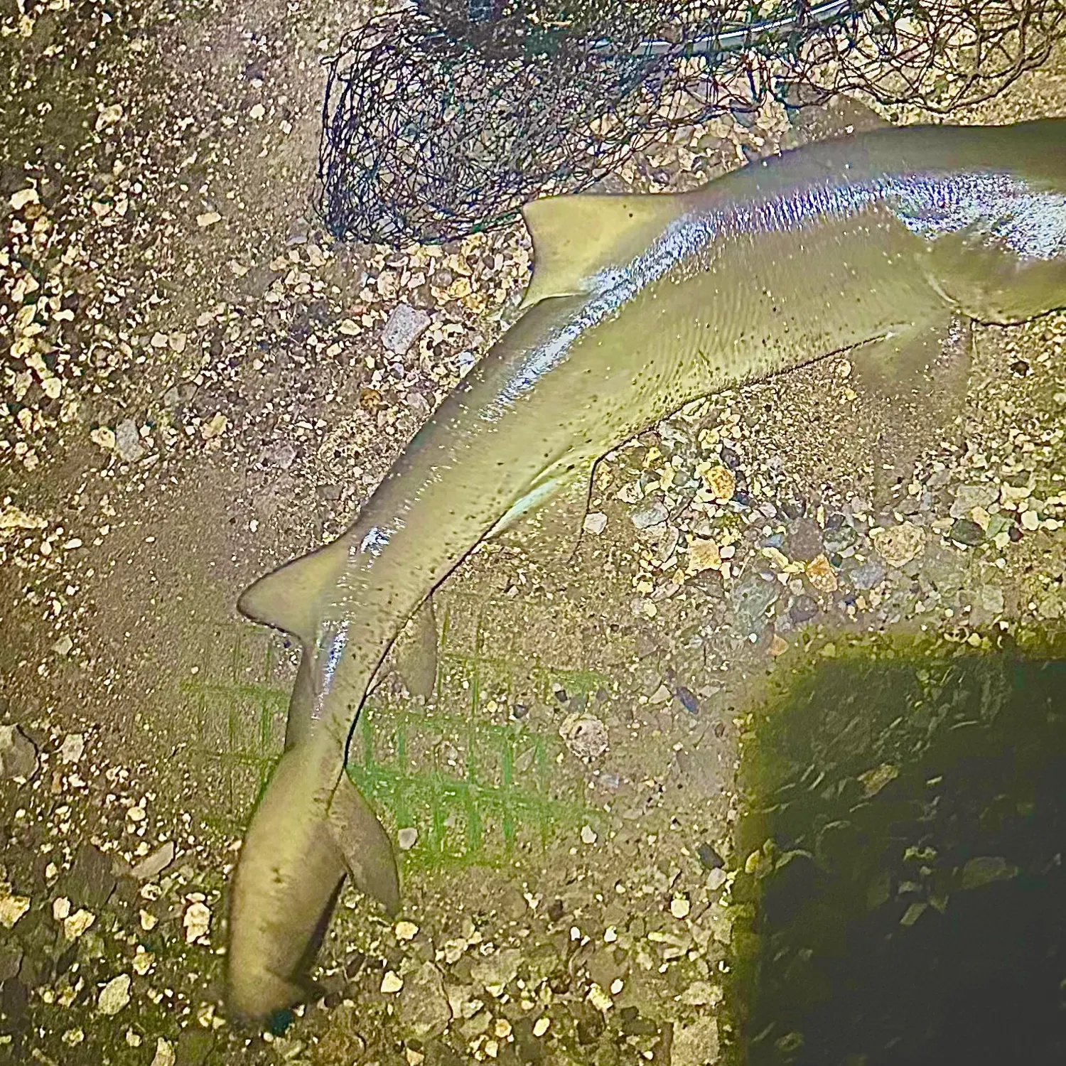 Bull shark caught on Fishbrain