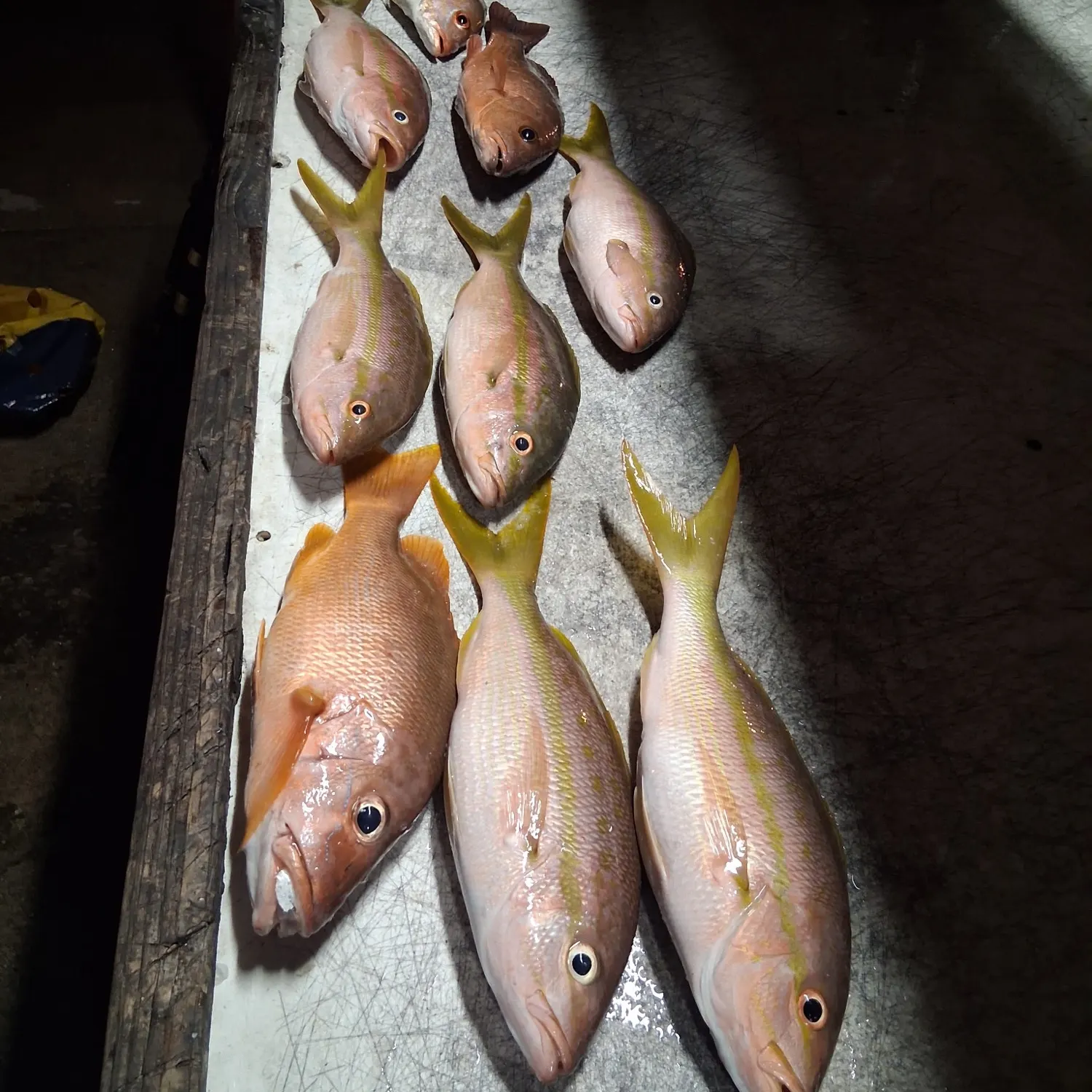 The most recent Dog Snapper catches on Fishbrain