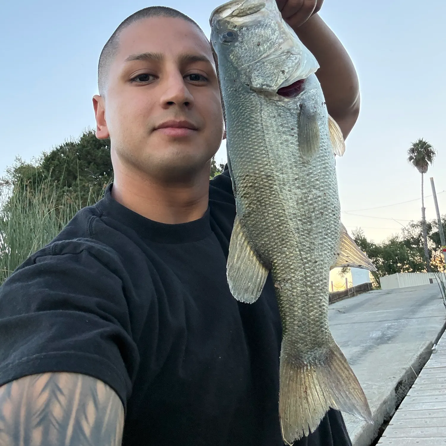 Largemouth bass caught on Fishbrain
