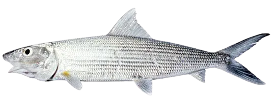Longjaw bonefish