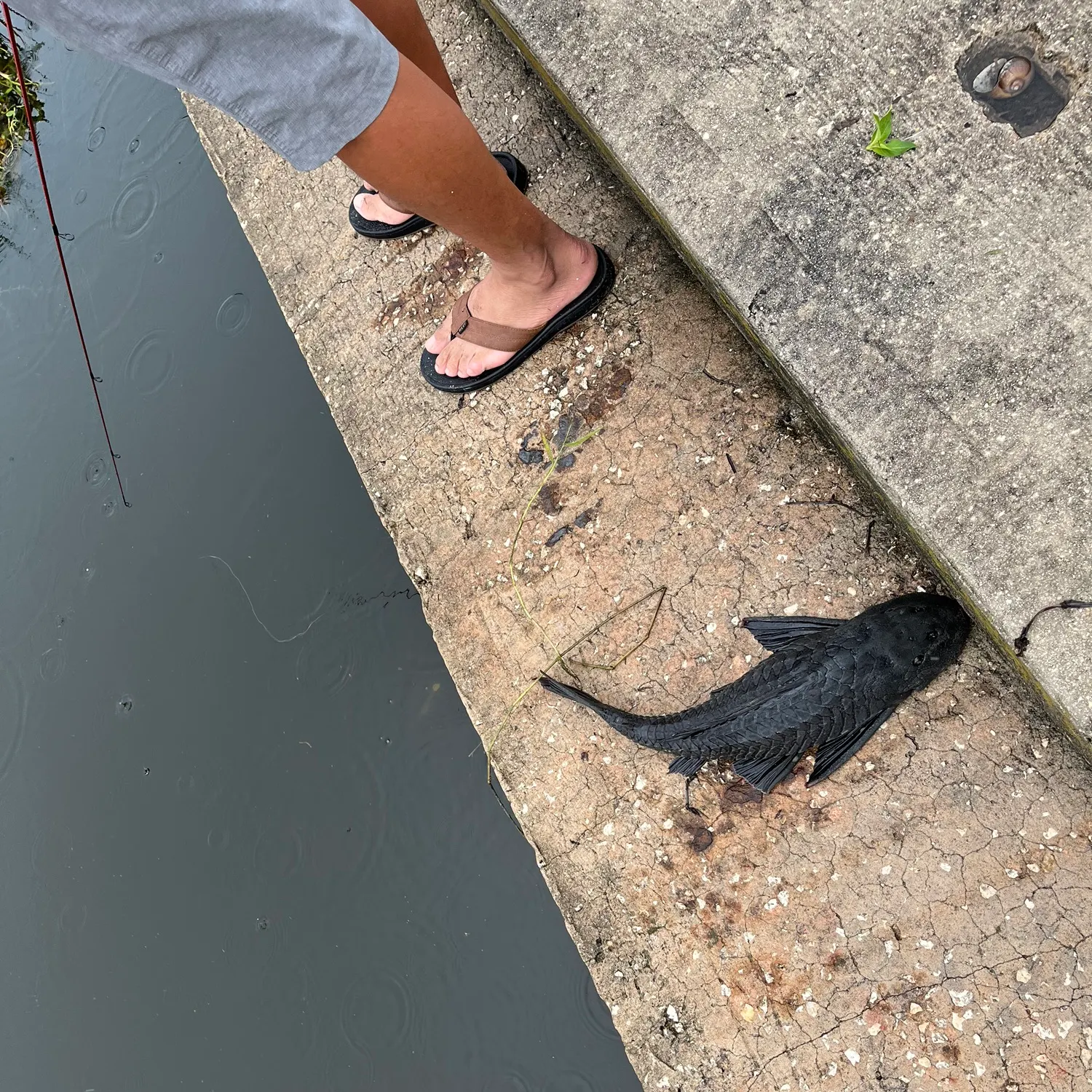 The most recent Orinoco sailfin catfish catches on Fishbrain