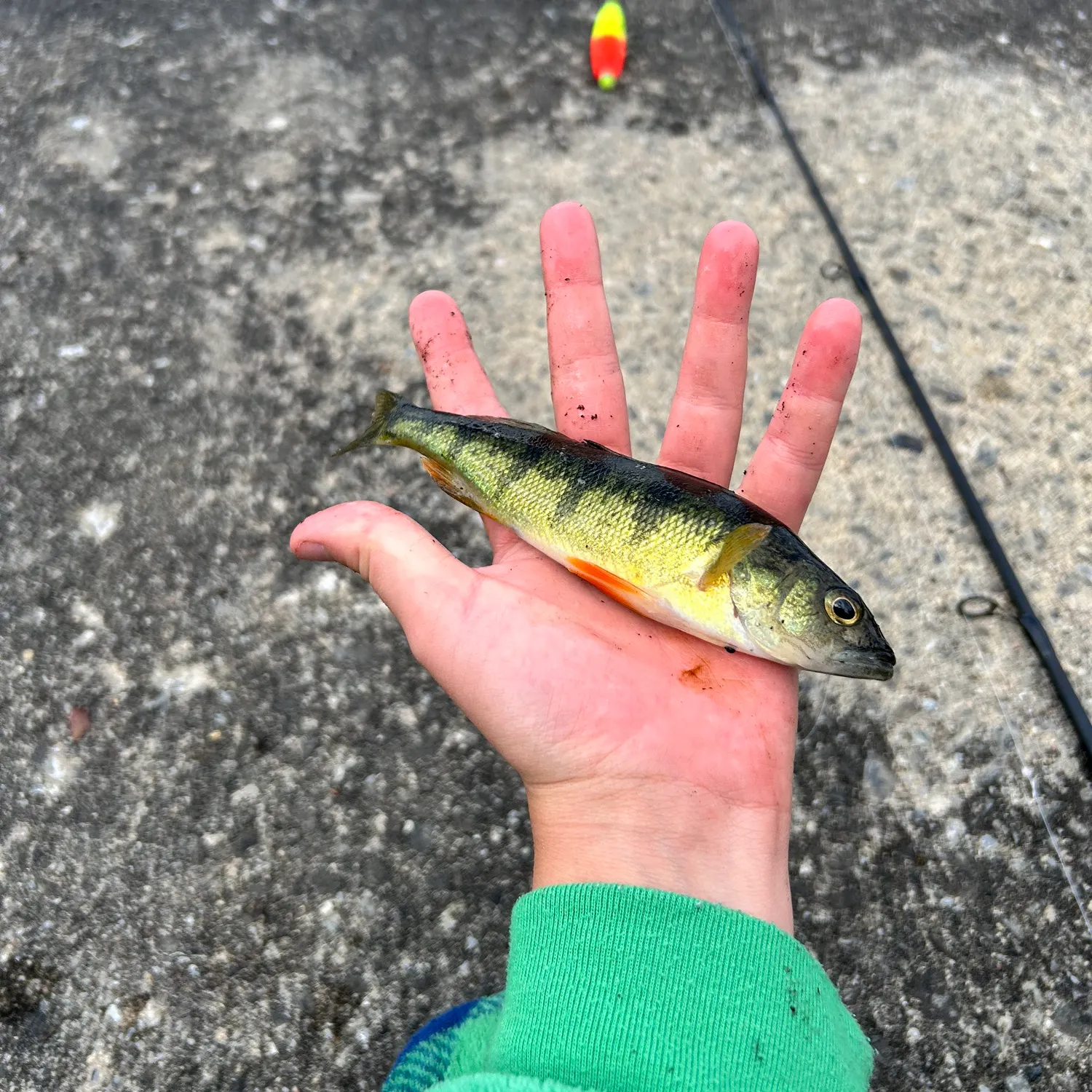 Yellow perch caught on Fishbrain