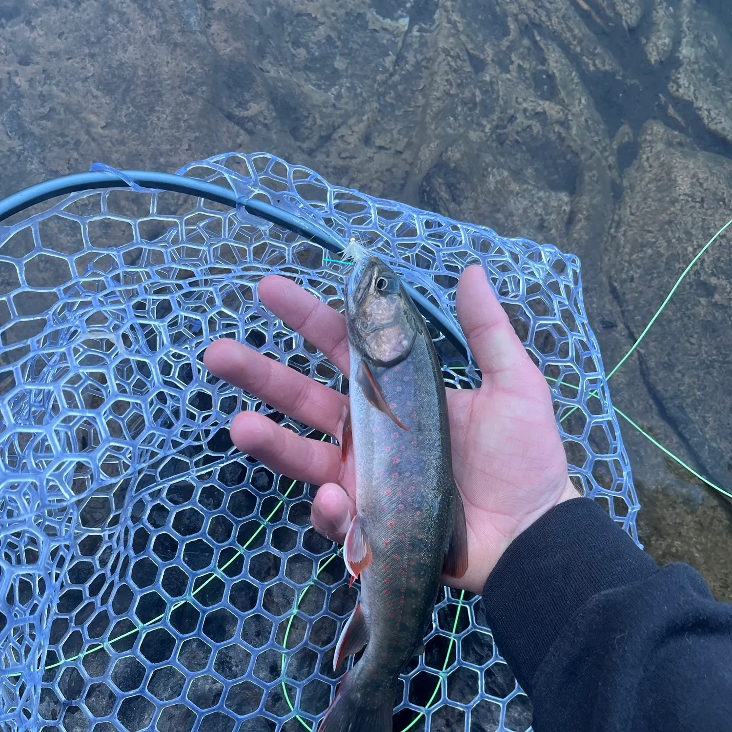 The most recent Dolly varden catches on Fishbrain