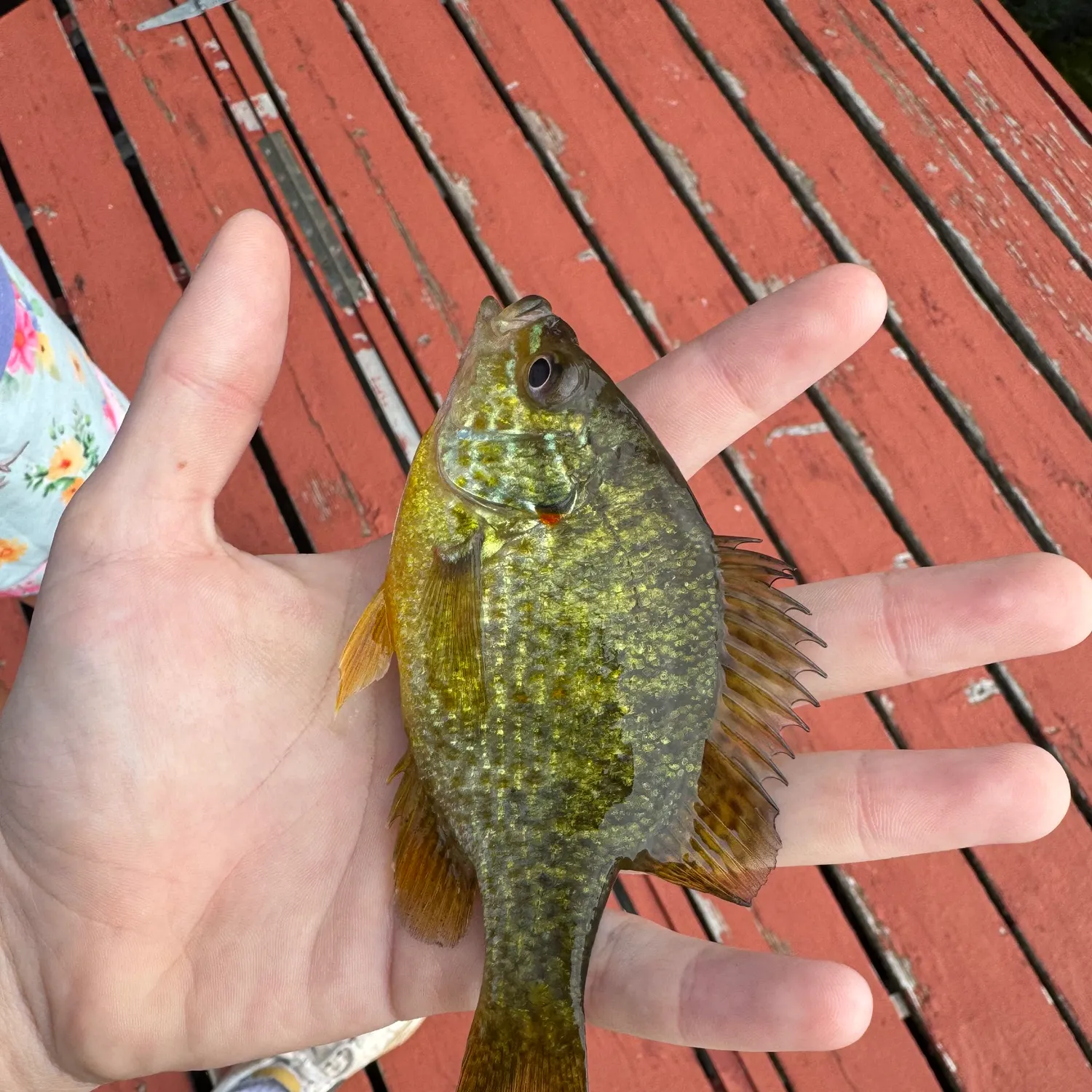 Pumpkinseed caught on Fishbrain