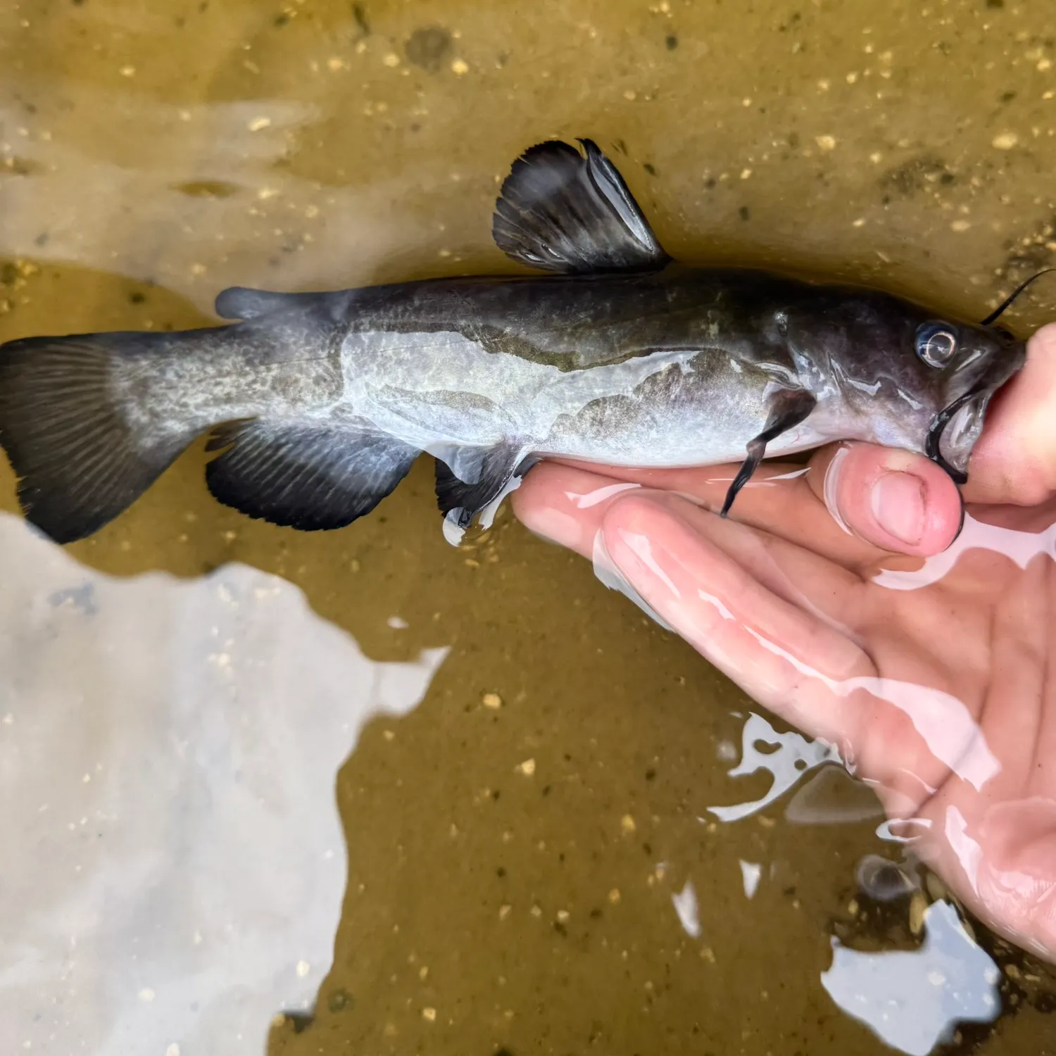 The most recent Snail bullhead catches on Fishbrain