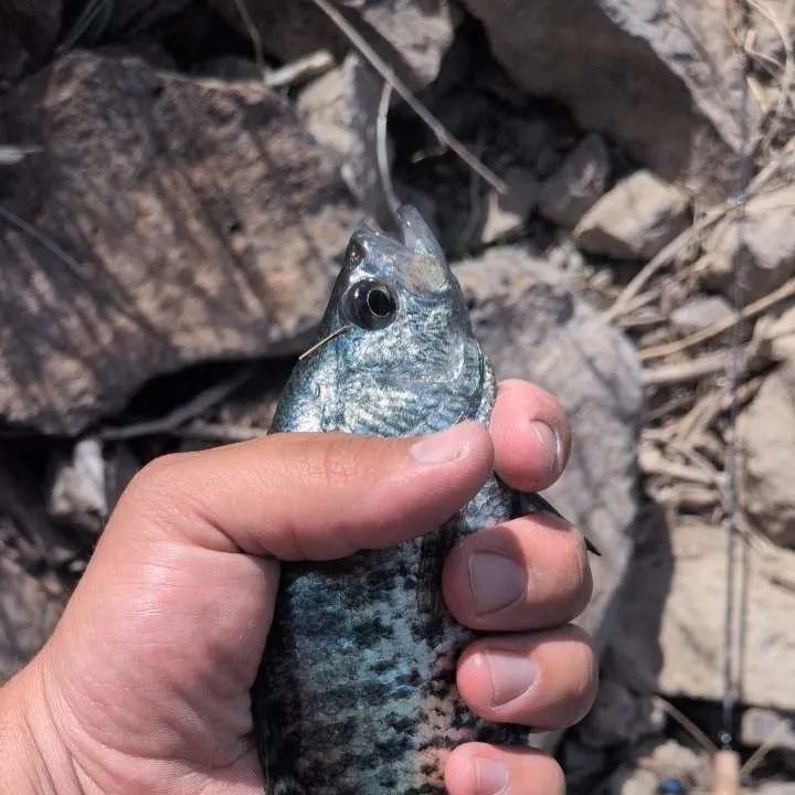 Black crappie caught on Fishbrain