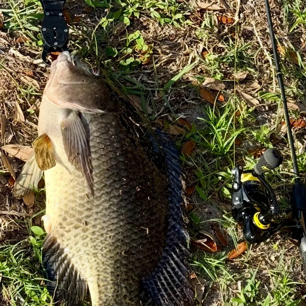 The most recent Nile tilapia catches on Fishbrain