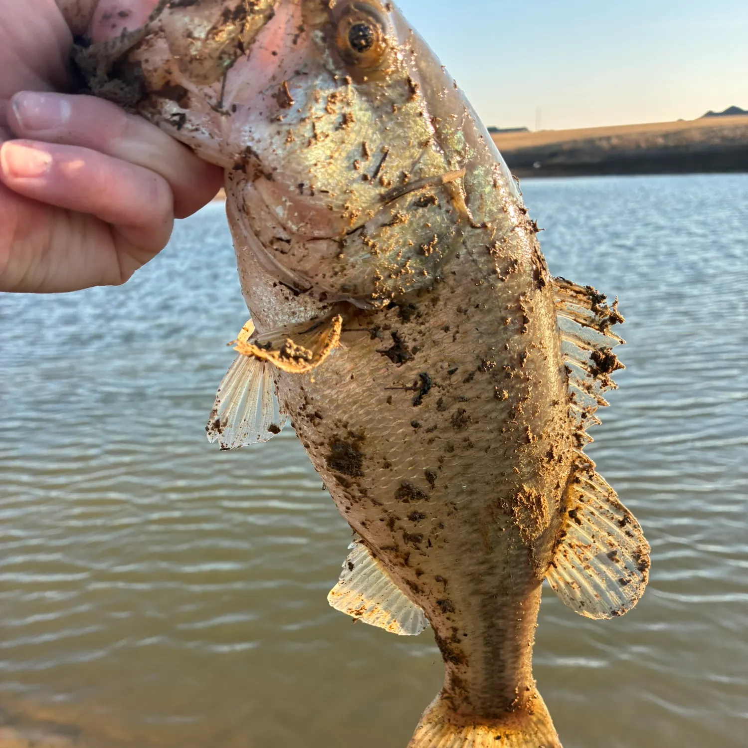 The most recent Great white shark catches on Fishbrain