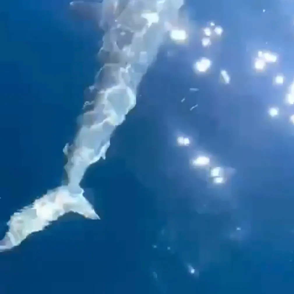 Scalloped hammerhead shark caught on Fishbrain