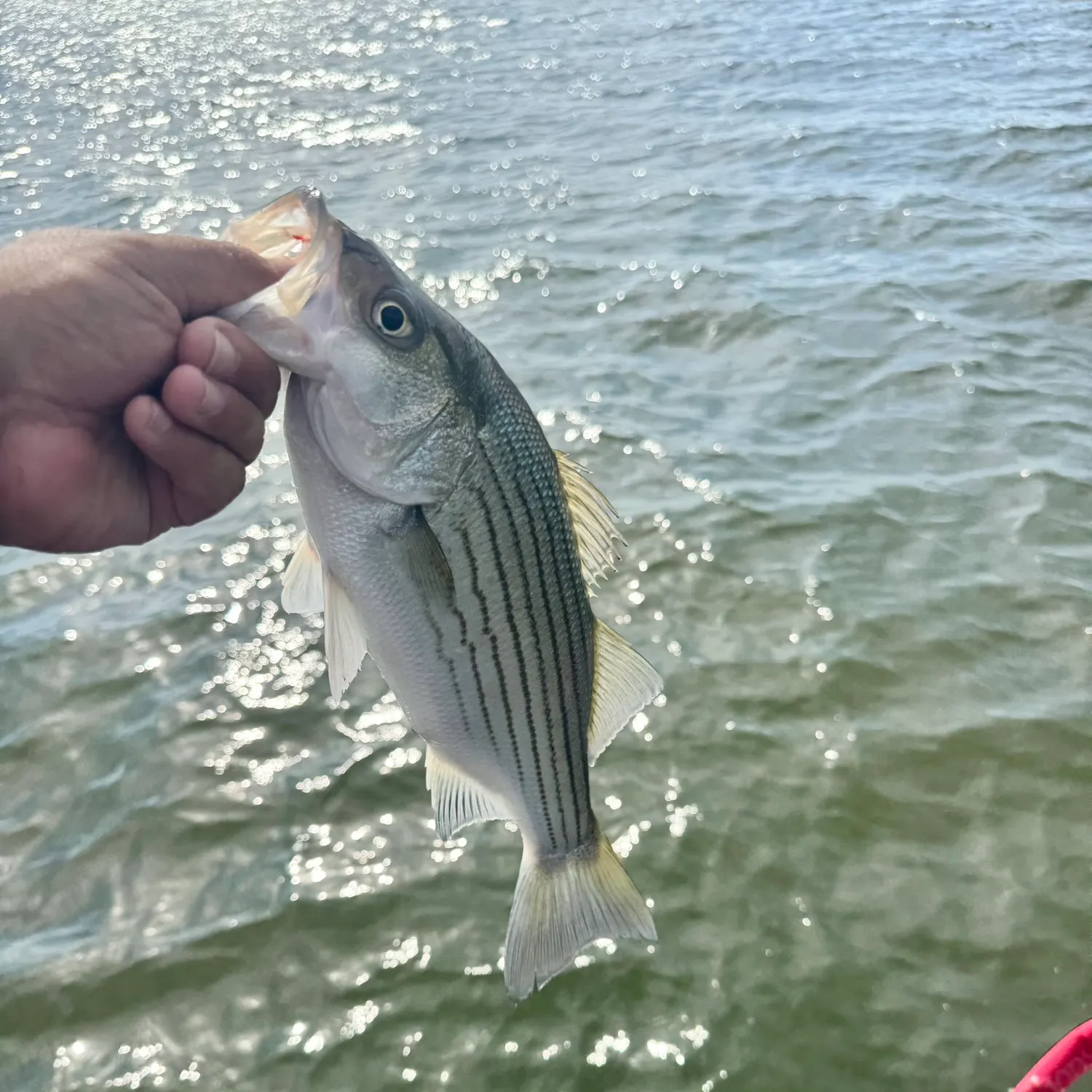 Wiper caught on Fishbrain