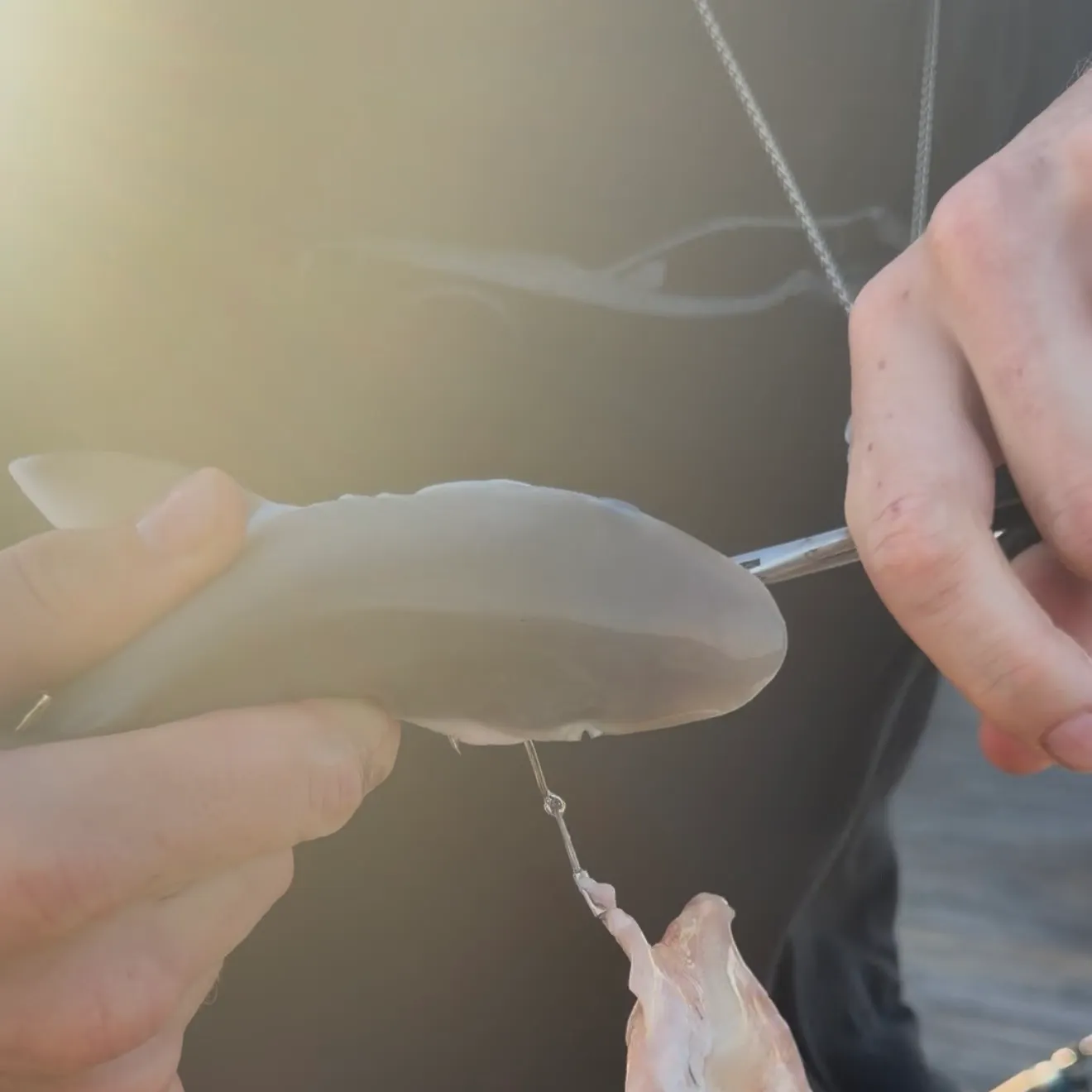 The most recent Atlantic sharpnose shark catches on Fishbrain