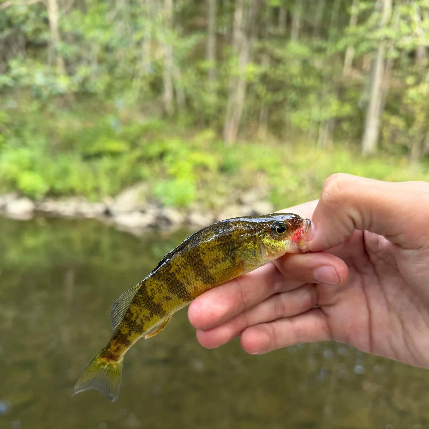Yellow perch caught on Fishbrain