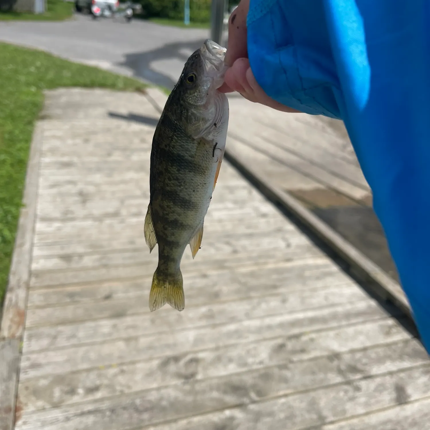 Yellow perch caught on Fishbrain