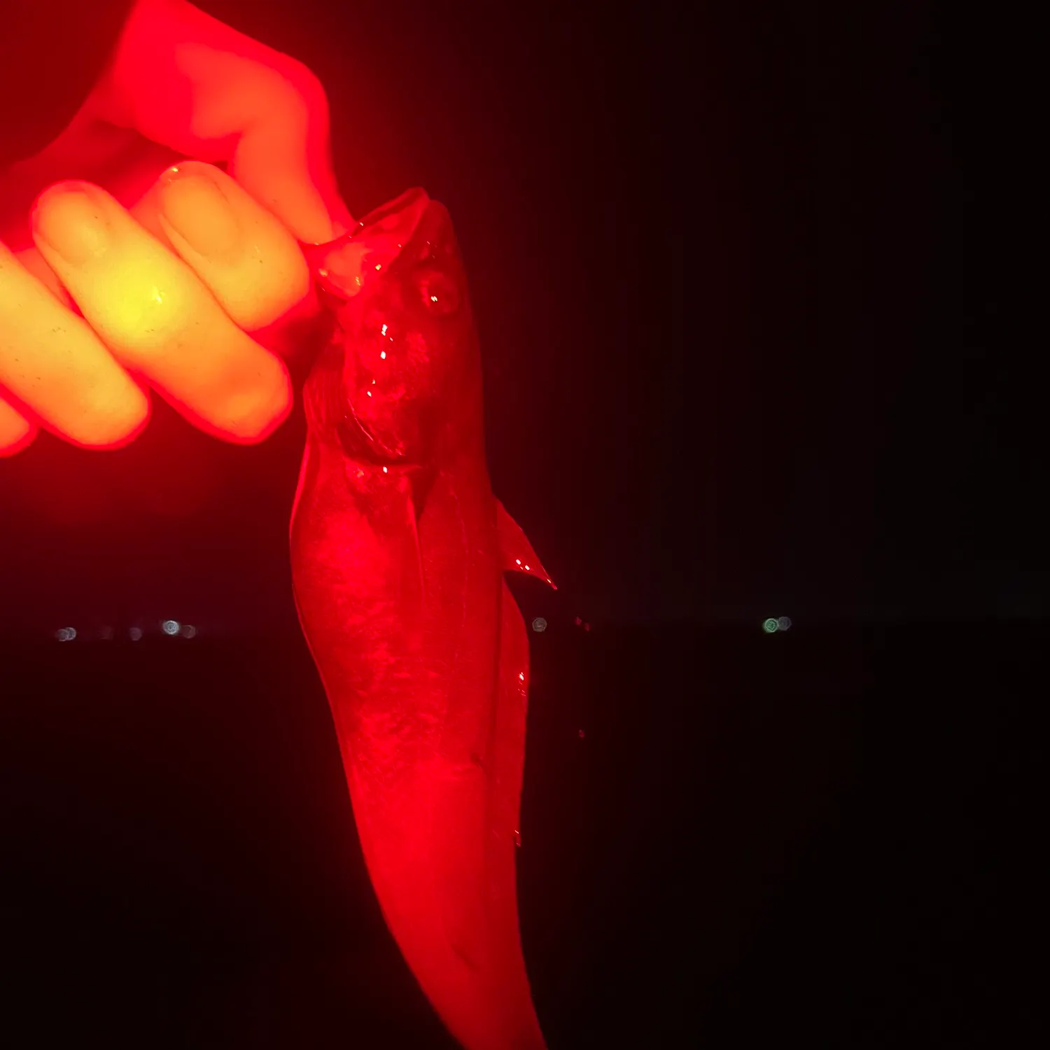 The most recent Japanese codling catches on Fishbrain