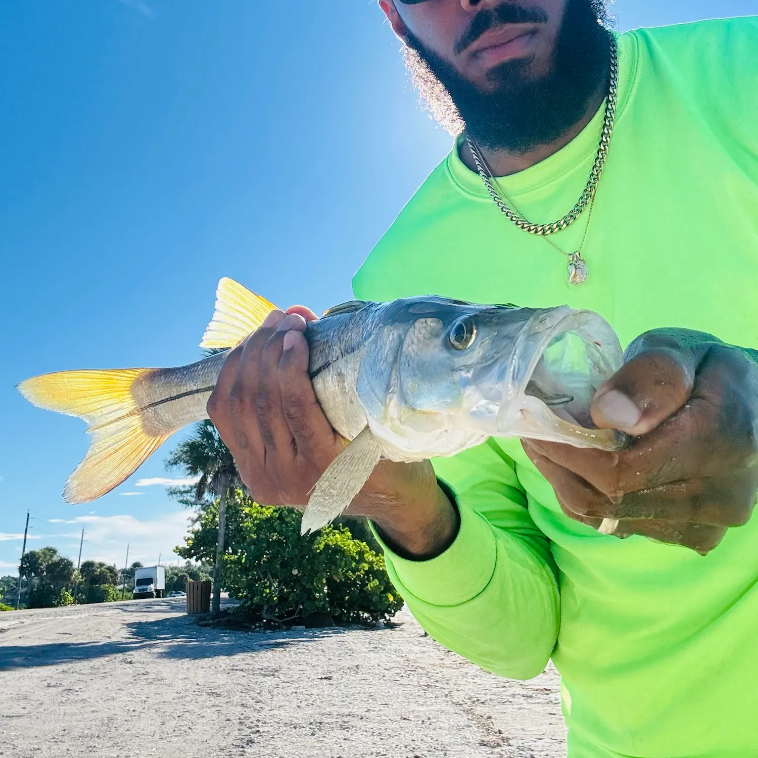 Common snook caught on Fishbrain