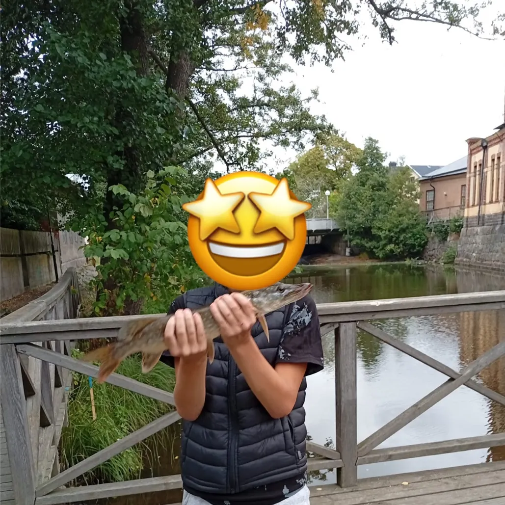 Northern pike caught on Fishbrain