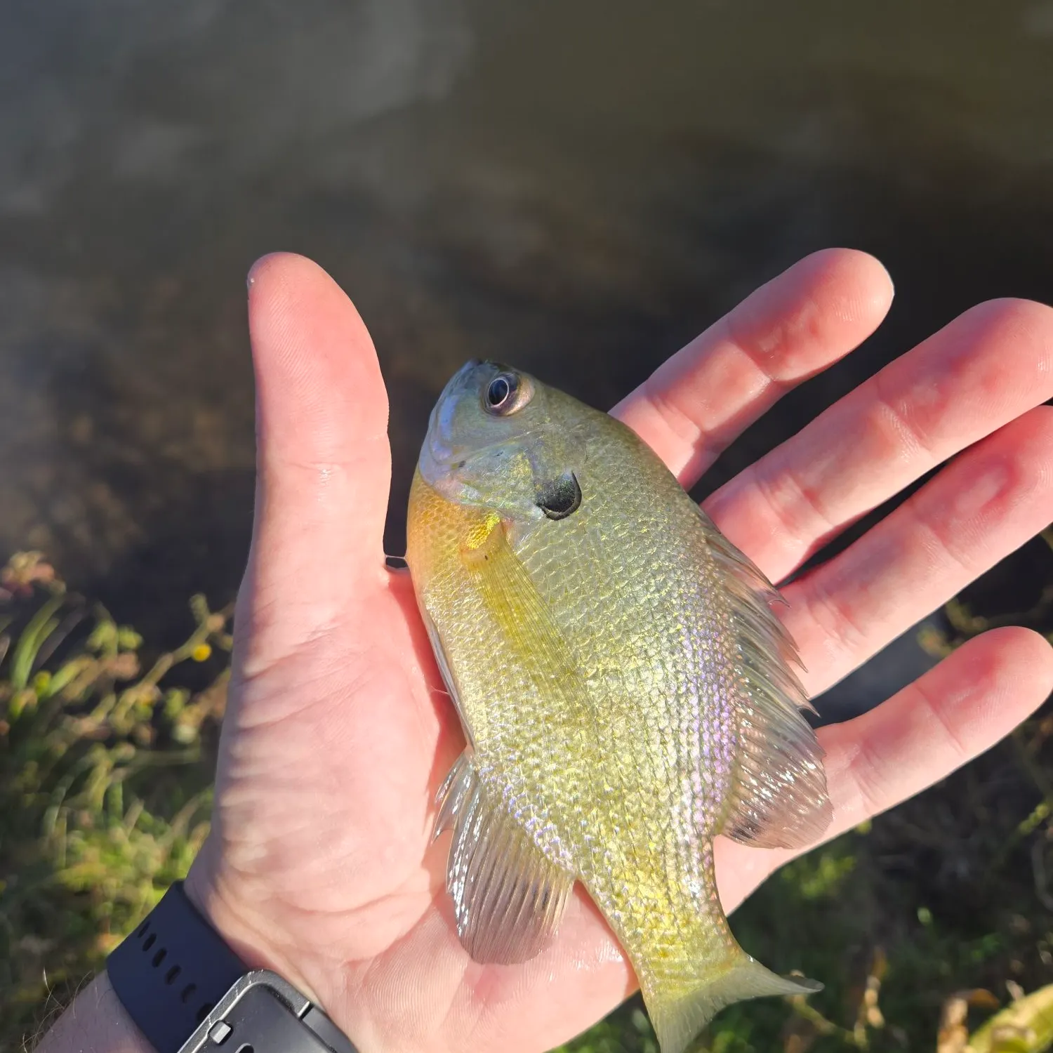 Bluegill caught on Fishbrain