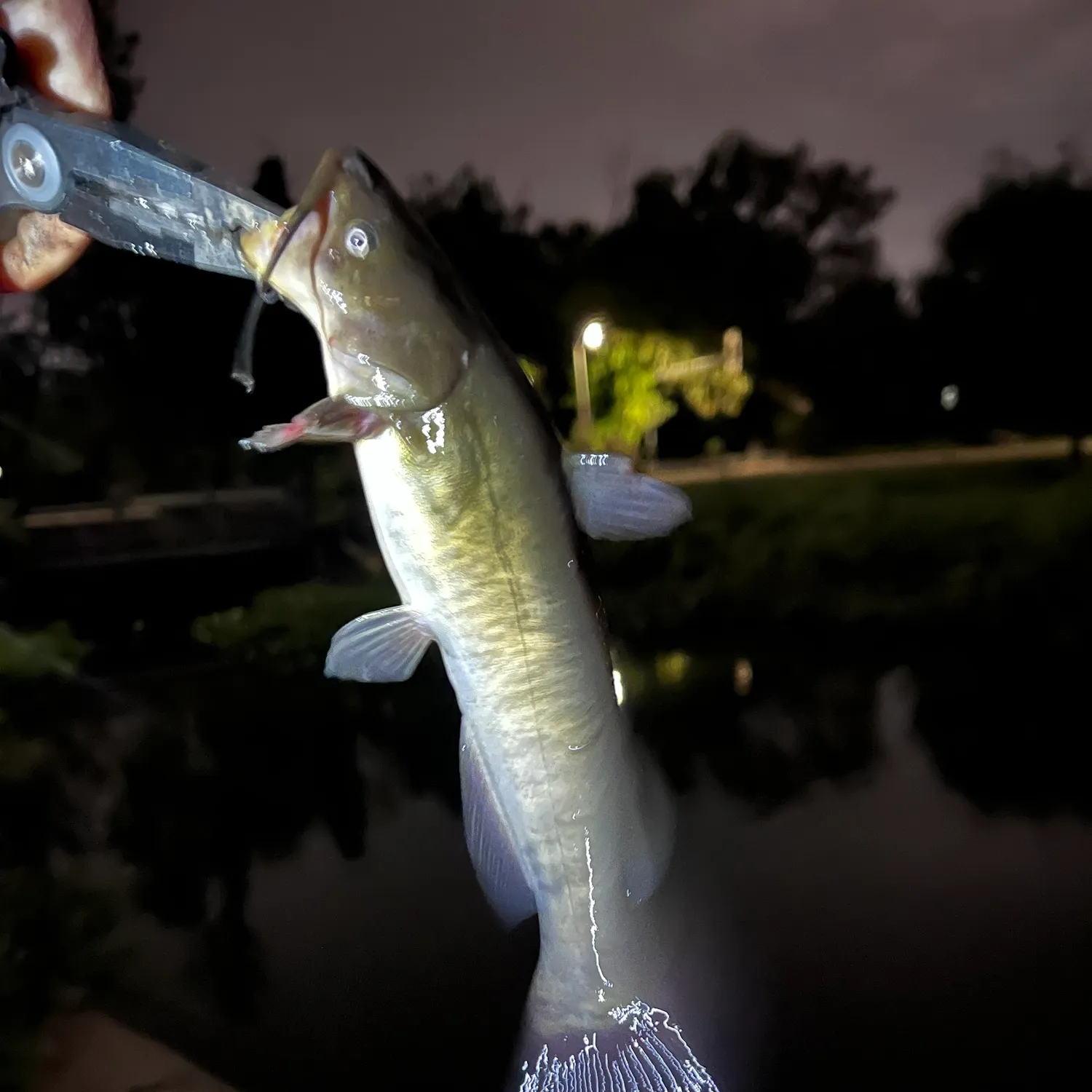 Yellow bullhead caught on Fishbrain