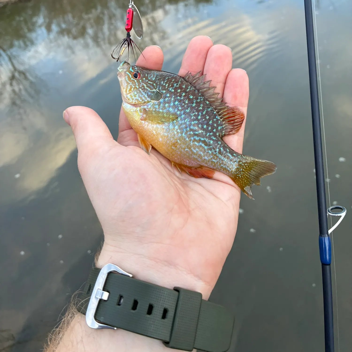 The most recent Swampland longear sunfish catches on Fishbrain