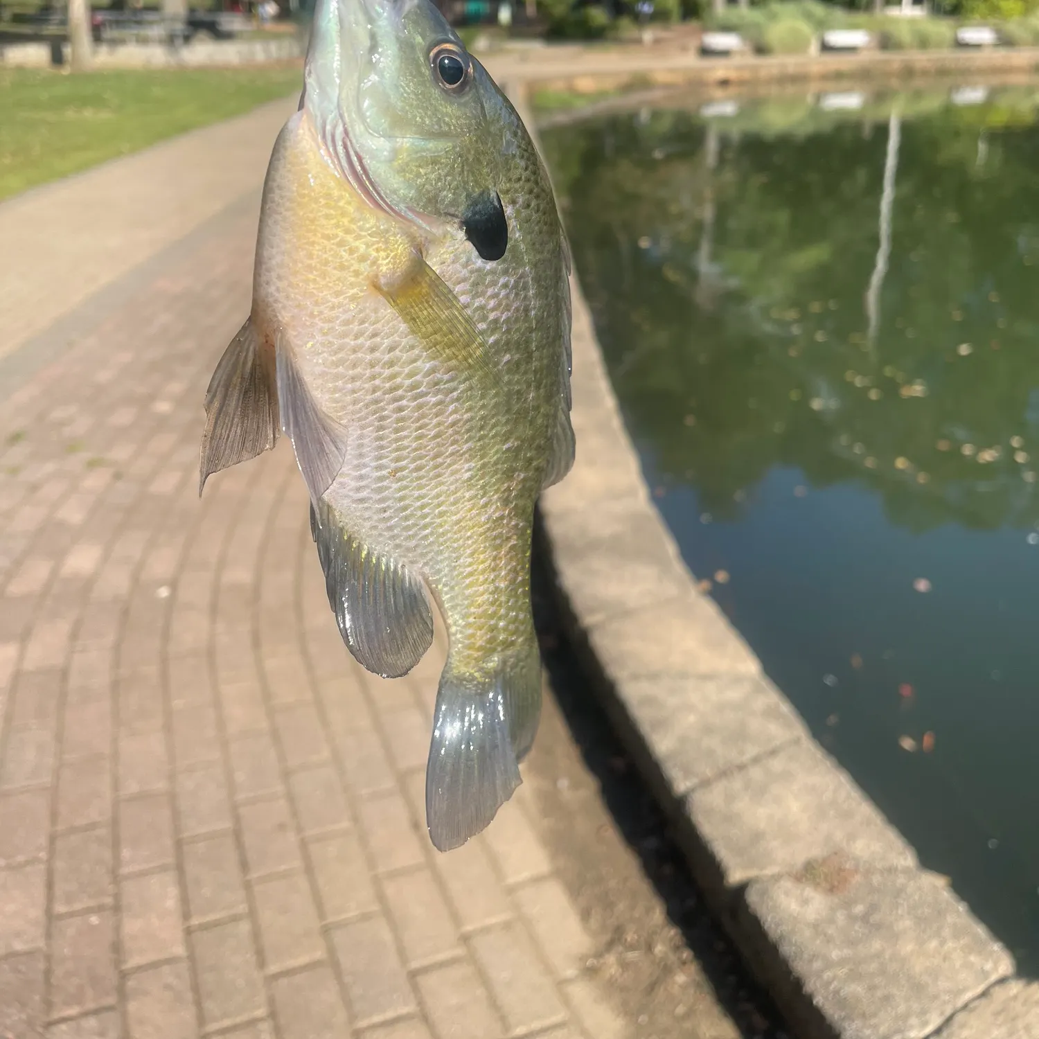 Bluegill caught on Fishbrain