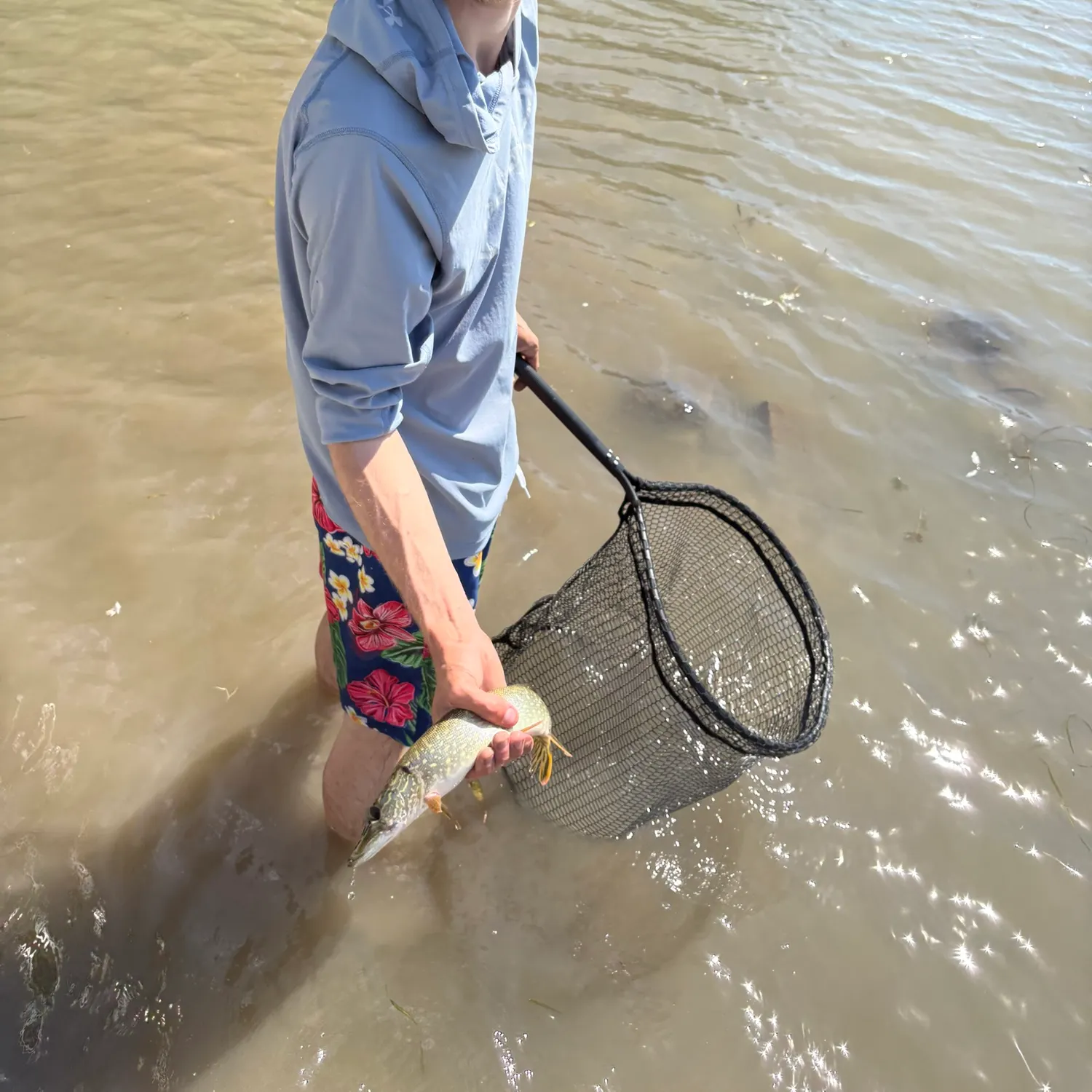 Northern pike caught on Fishbrain