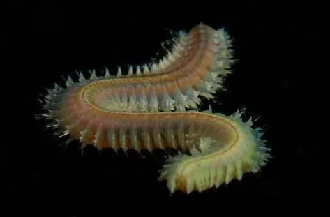 Worm