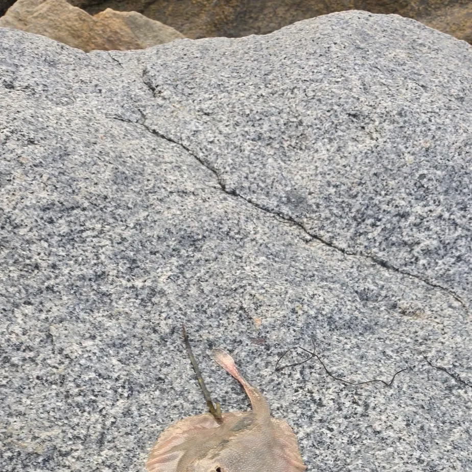 The most recent Haller's round ray catches on Fishbrain