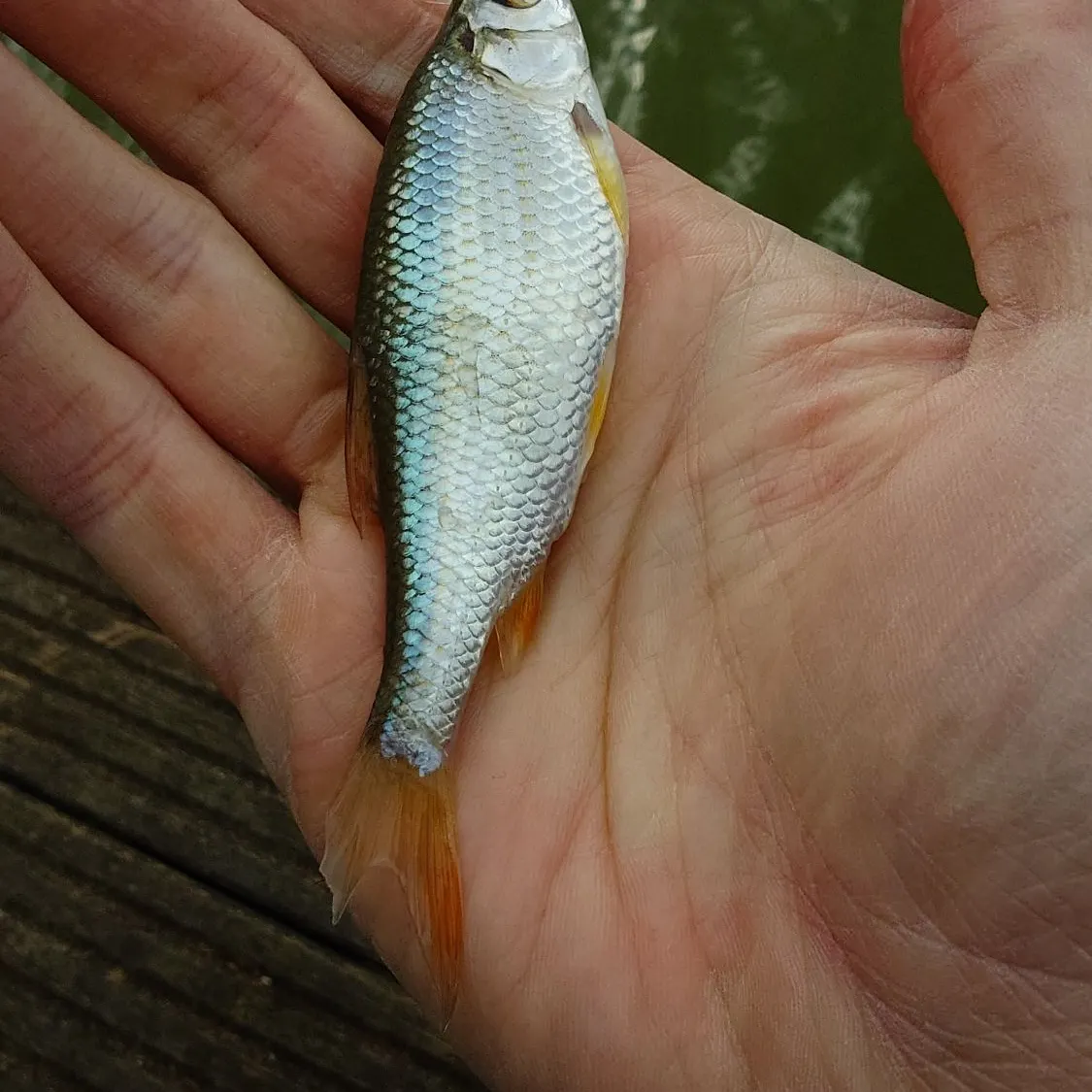 Common roach caught on Fishbrain