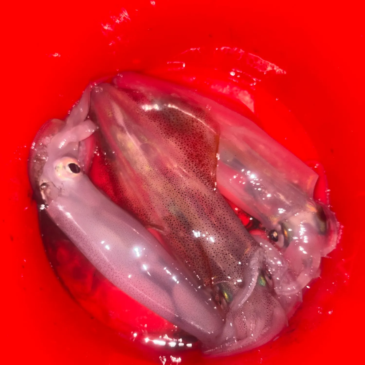 The most recent European flying squid catches on Fishbrain