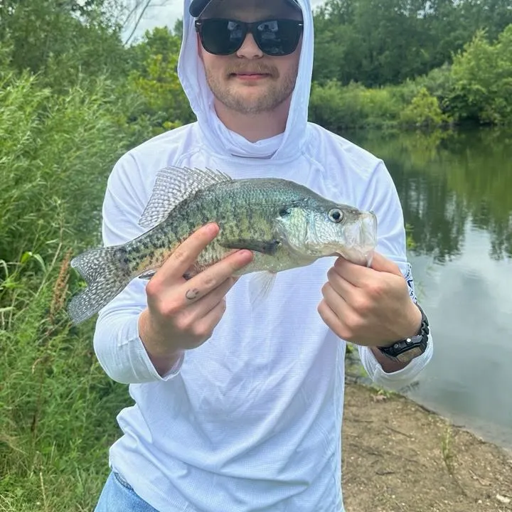 The most recent White crappie catches on Fishbrain