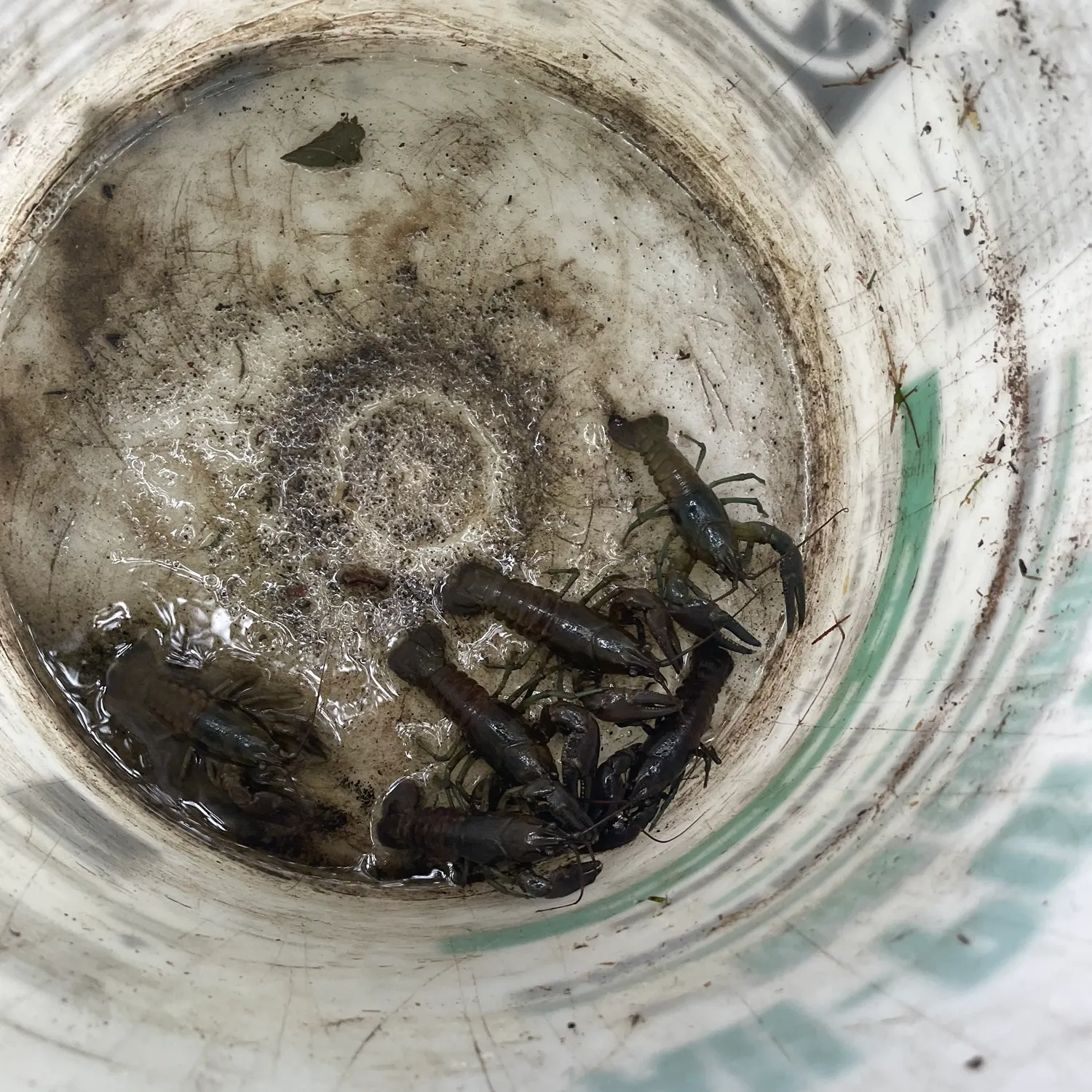 The most recent Rusty crayfish catches on Fishbrain