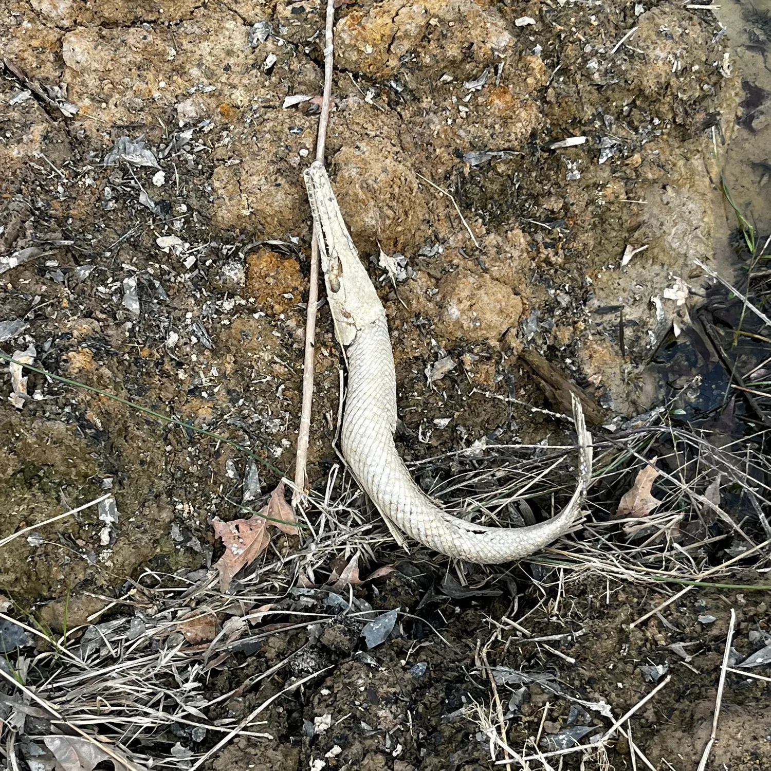 The most recent Shortnose gar catches on Fishbrain