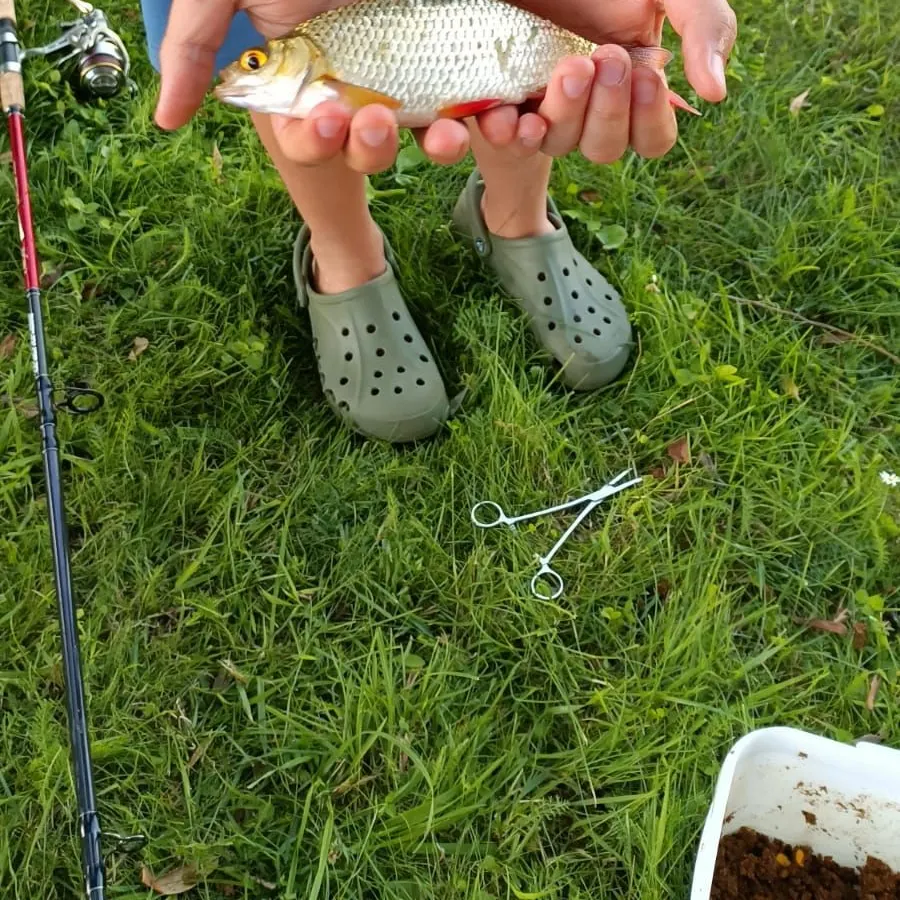 The most recent Common rudd catches on Fishbrain