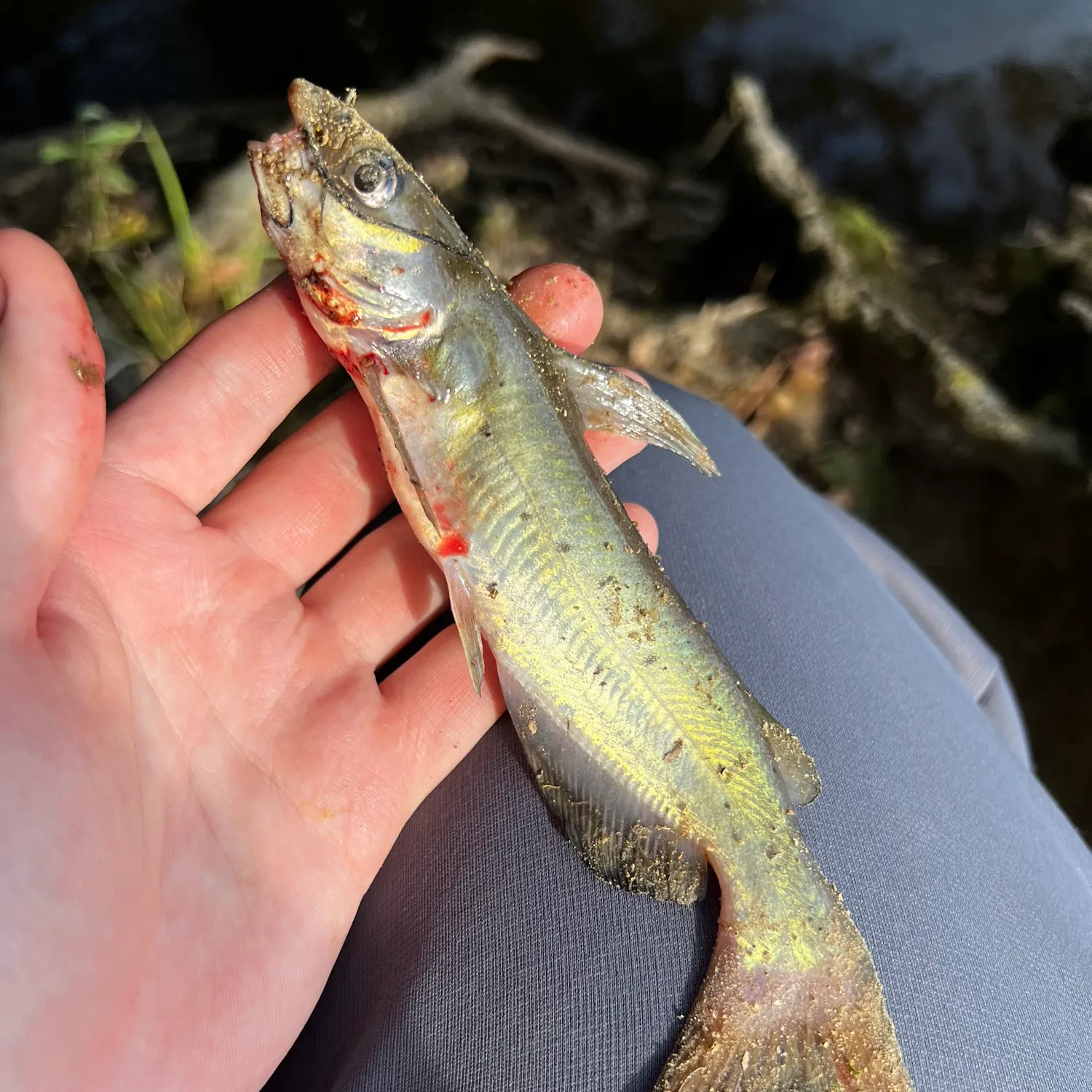 Channel catfish caught on Fishbrain