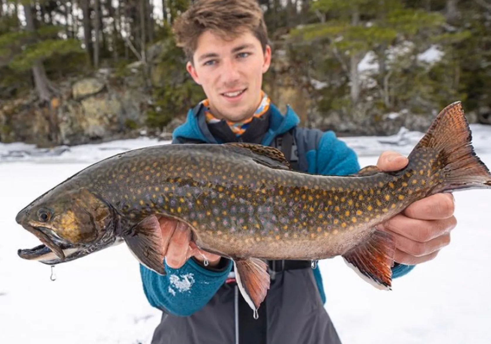 Brook trout