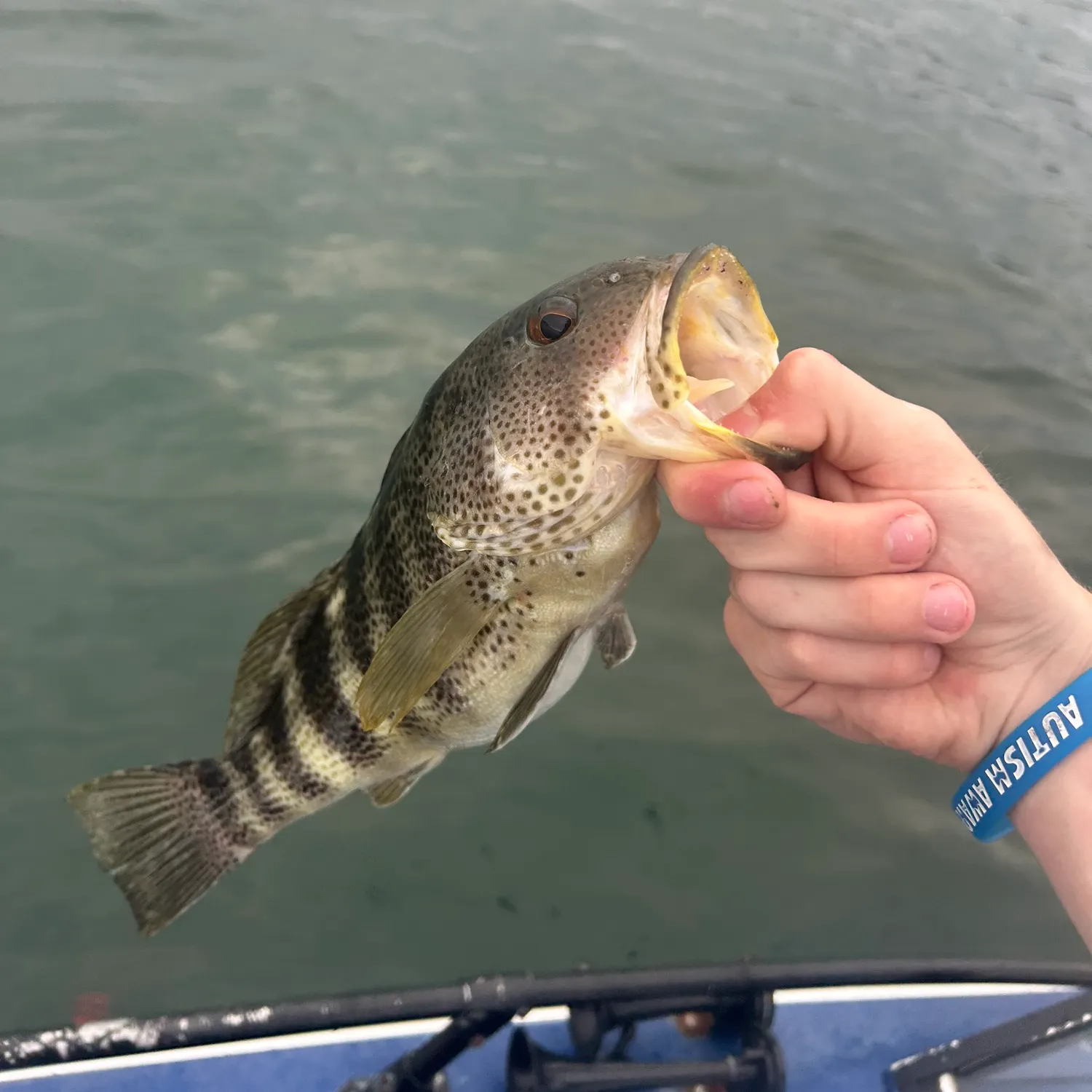 The most recent Spotted sand bass catches on Fishbrain