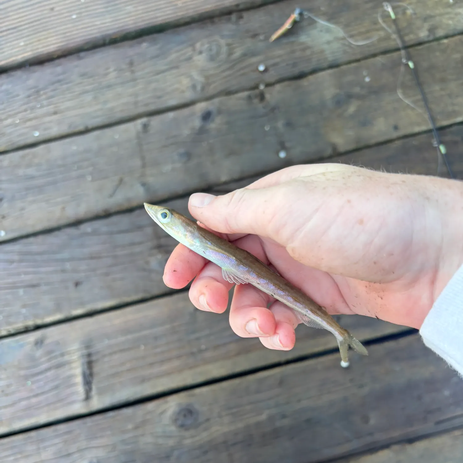 The most recent Inshore lizardfish catches on Fishbrain