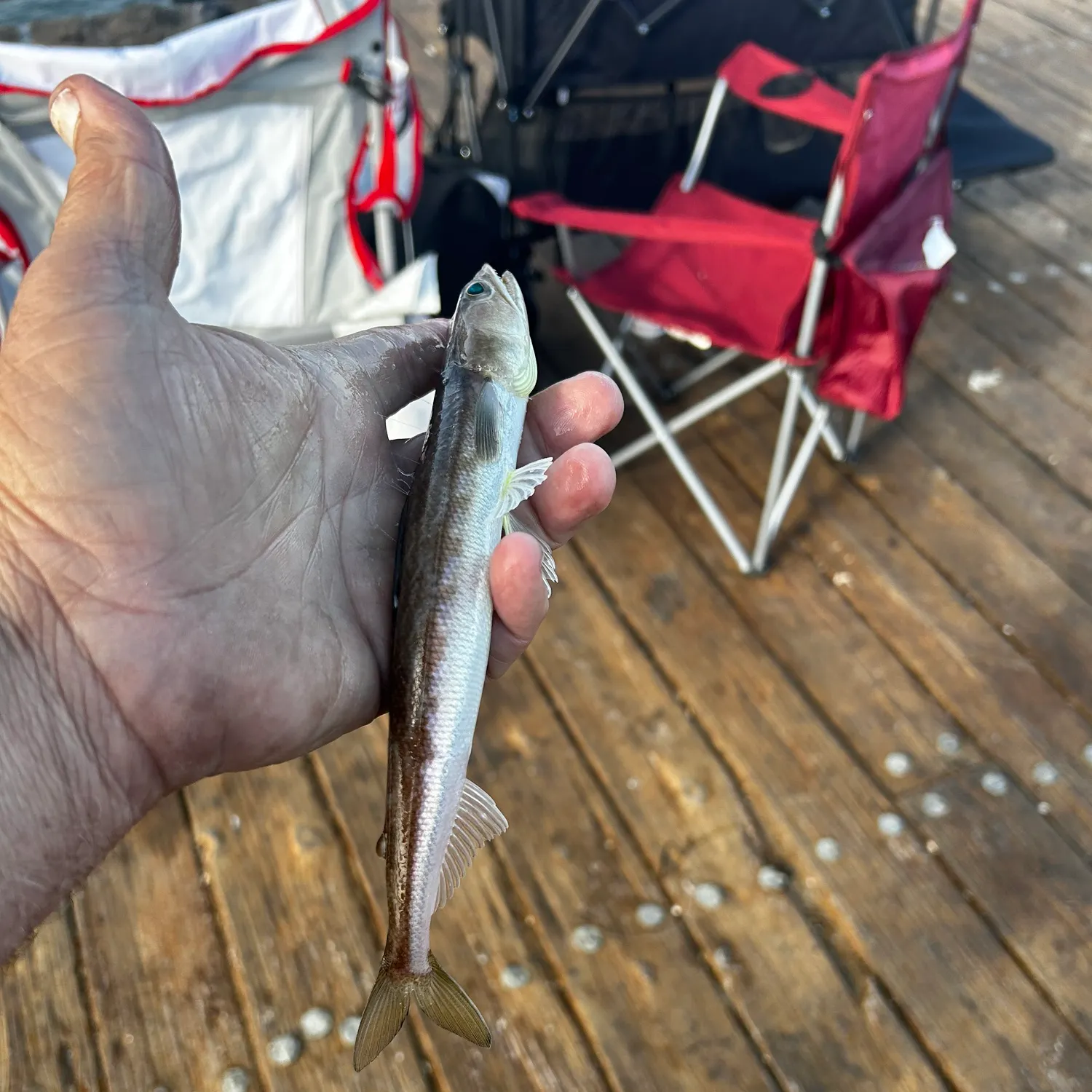The most recent Brushtooth lizardfish catches on Fishbrain
