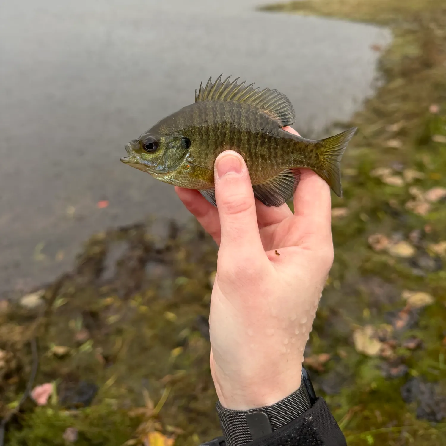 Bluegill caught on Fishbrain