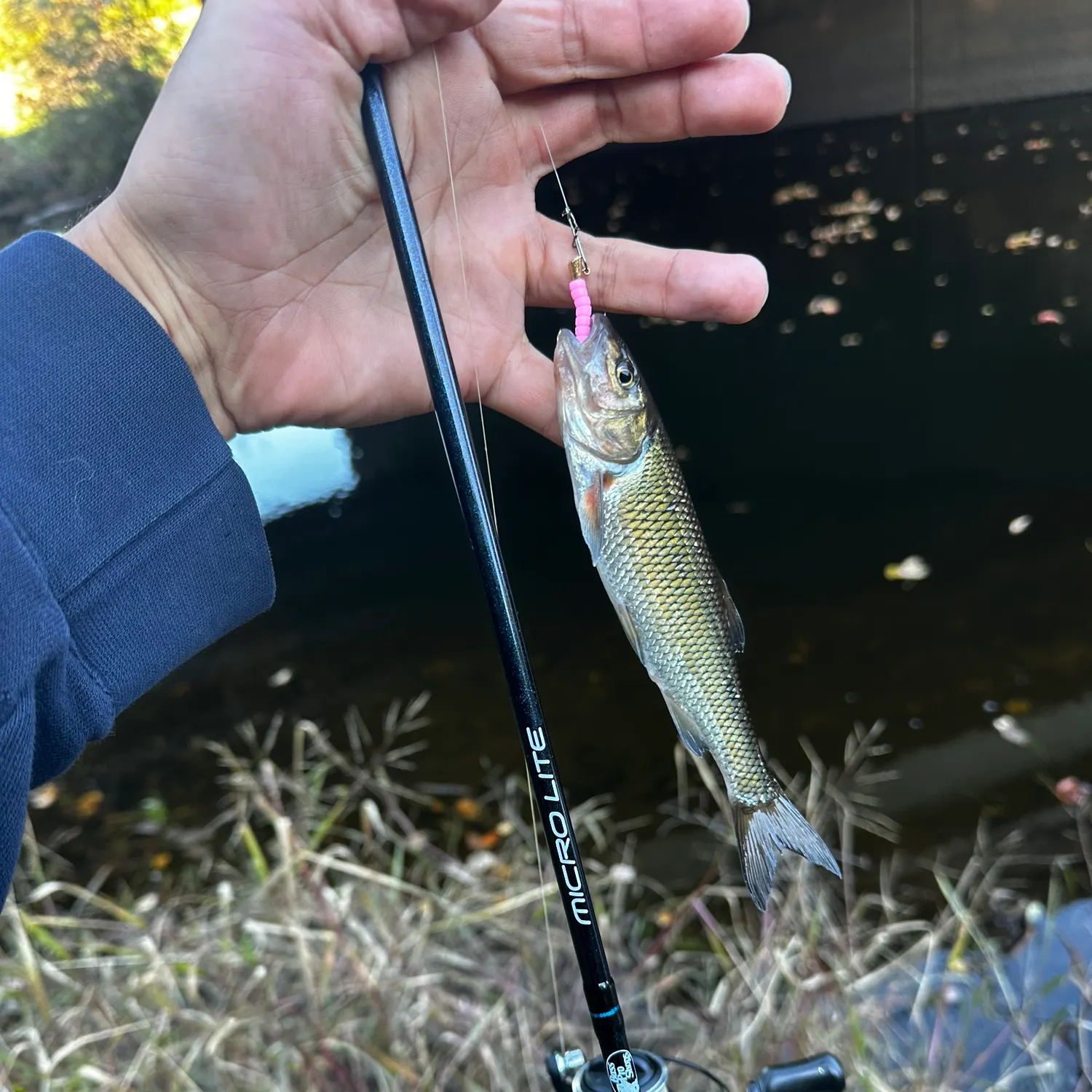 Fallfish caught on Fishbrain