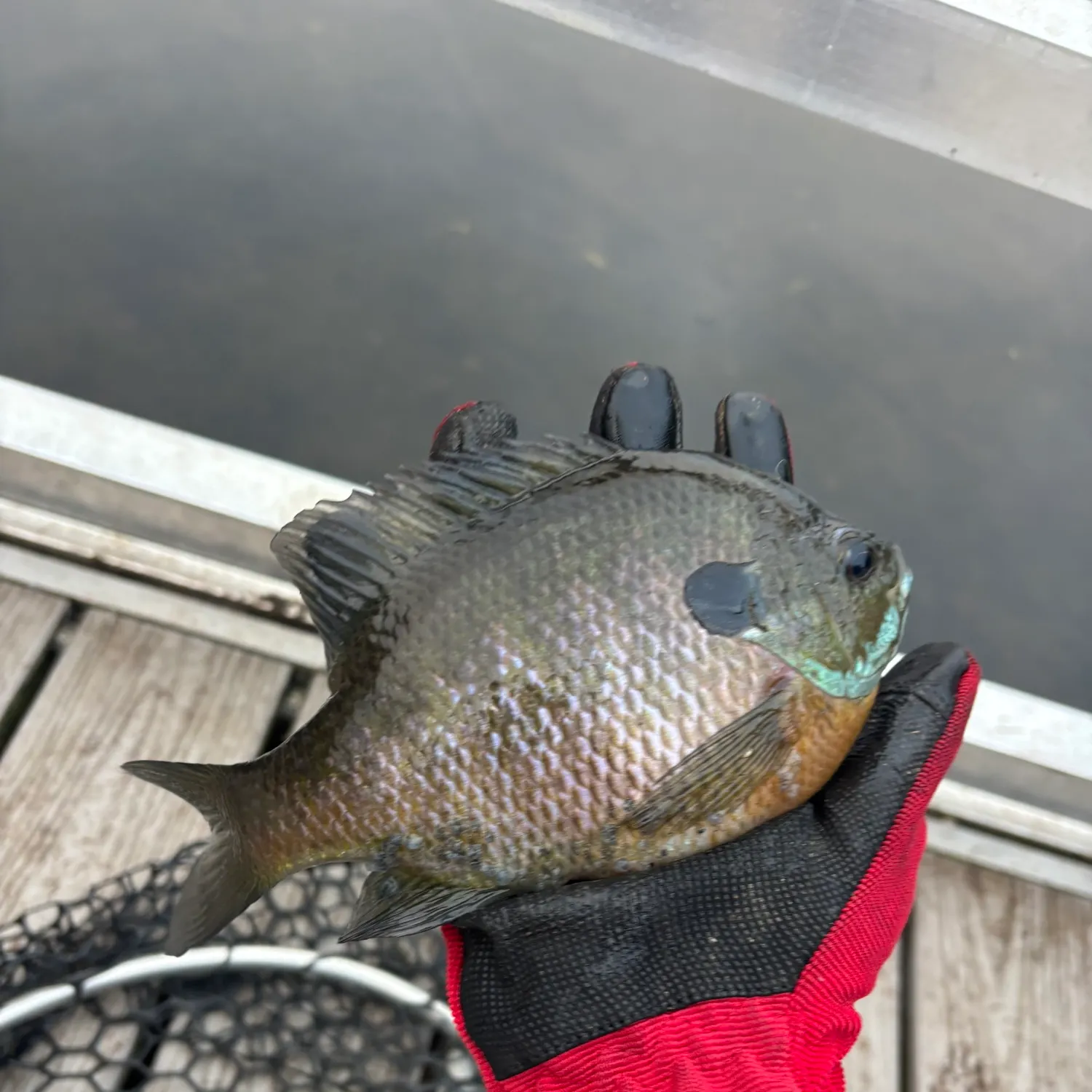 Bluegill caught on Fishbrain