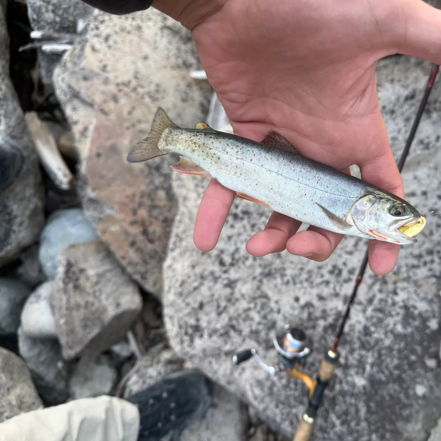 Cutthroat trout caught on Fishbrain