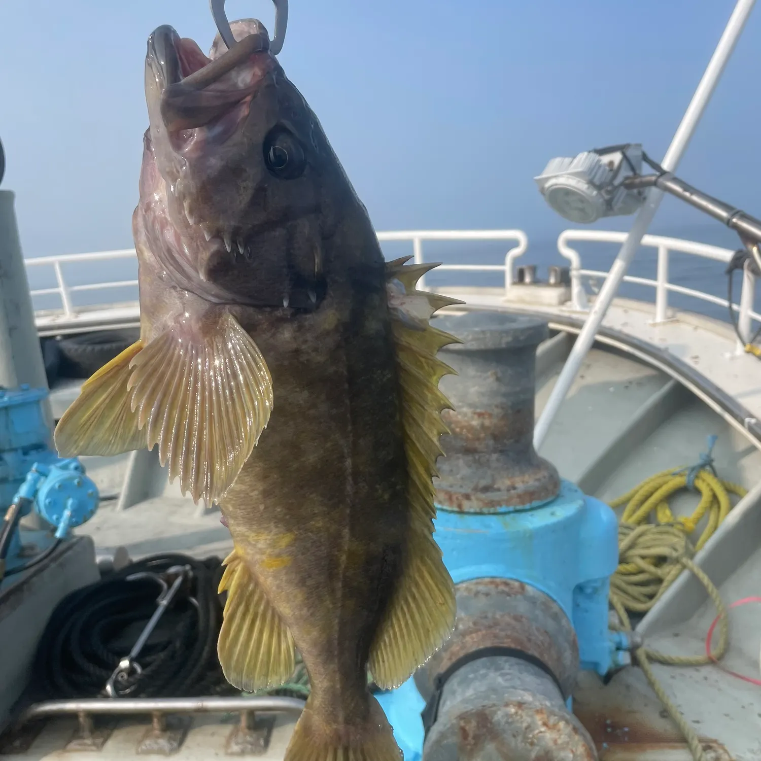 The most recent Gray rockfish catches on Fishbrain